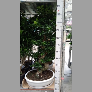 Ficus microcarpa 'Ginseng'