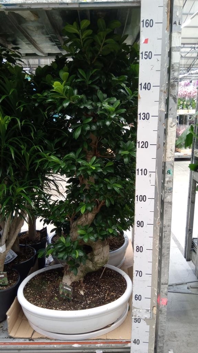 <h4>Ficus microcarpa 'Ginseng'</h4>