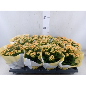 Kalanchoe   ...