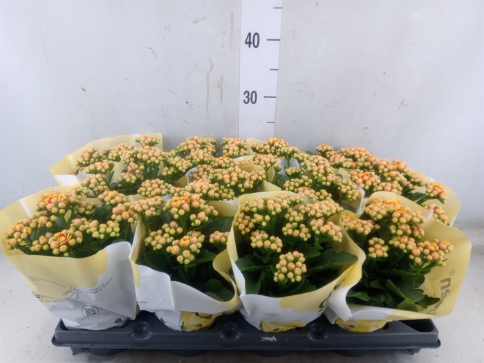 <h4>Kalanchoe   ...</h4>