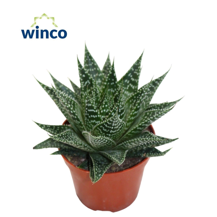<h4>ALOE OV</h4>