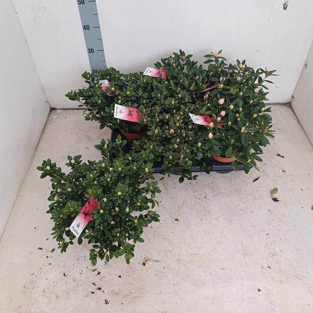 <h4>RHODO SI GEM</h4>