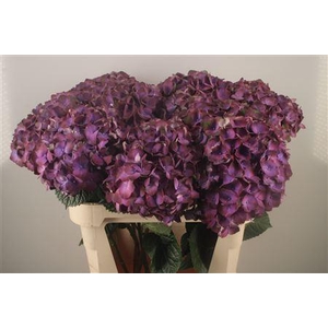 Hydr M My Beau Inferno