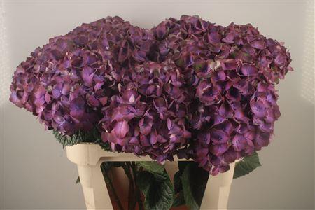 <h4>Hydr M My Beau Inferno</h4>