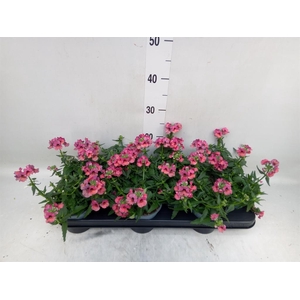 Nemesia  'Angelart Raspberry´'