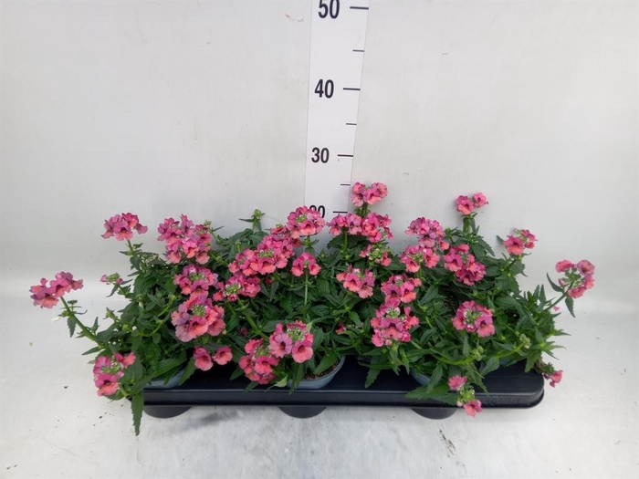 <h4>Nemesia 'Angelart Raspberry´'</h4>