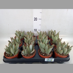 Succulents   ...