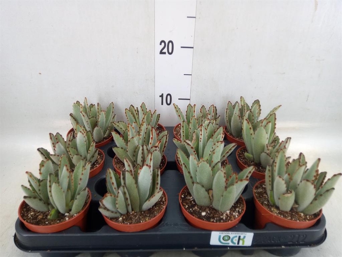 <h4>Succulents   ...</h4>