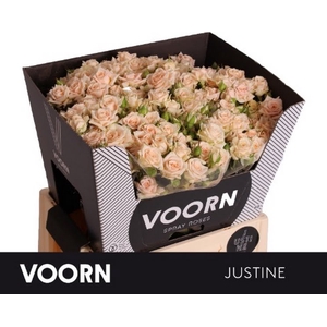 R Tr Justine Voorn