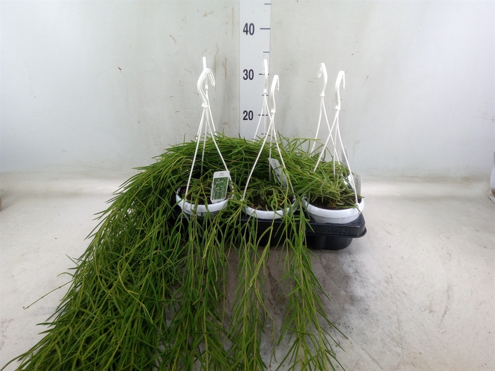 <h4>Hoya linearis</h4>