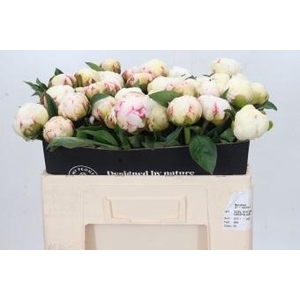 Paeonia Mary E. Nicholls