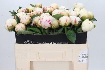 <h4>Paeonia Mary E. Nicholls</h4>