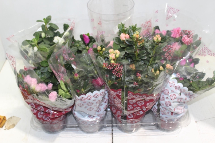 <h4>AZALEIA P14</h4>