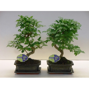 Ligustrum sinensis, 20cm., shape, with drip tray