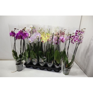 Phal Gem 5 Kl