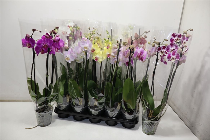 <h4>Phal Gem 5 Kl</h4>