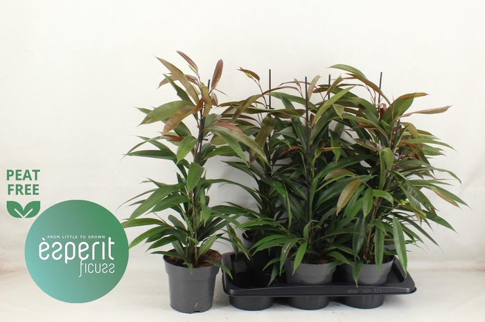 <h4>FIC BIN AMSTEL KING</h4>