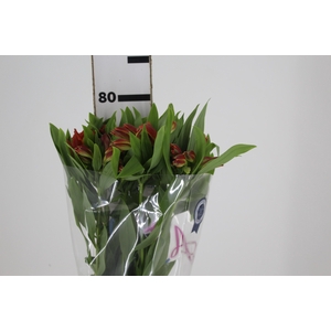 ALSTROEMERIA CINNAMON 080 CM