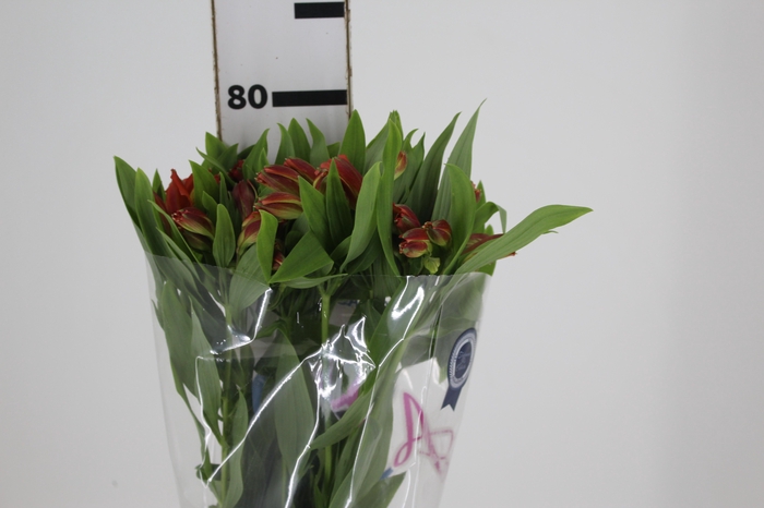 ALSTROEMERIA CINNAMON 080 CM