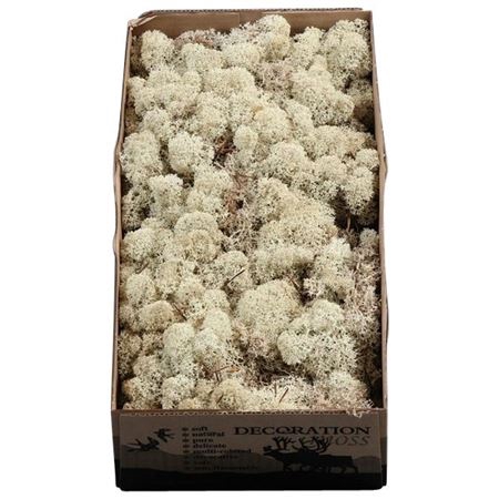 <h4>Ijslandmos (reindeer) Naturel</h4>