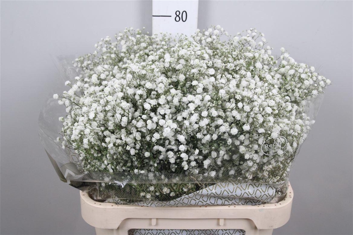 <h4>Gyps Pa Xlence</h4>