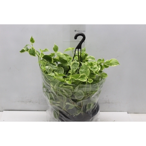 PEPEROMIA SCANDENS C21