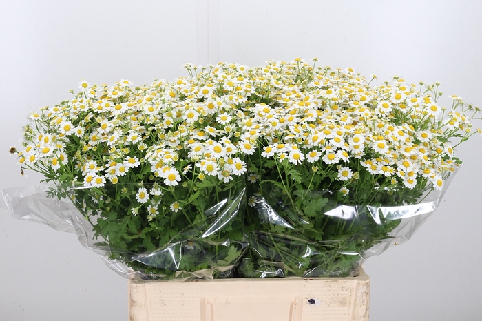 <h4>Tanacetum Pa Single Vegmo</h4>