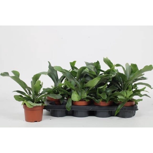 PLATYCERUM NETHERLANDS P12
