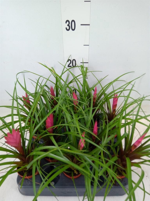 <h4>Tillandsia cyanea</h4>
