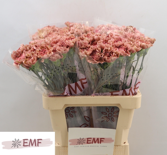 <h4>DI ST MISS MARBLE</h4>