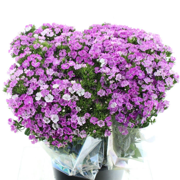 <h4>Di Barb Lavendel Super</h4>