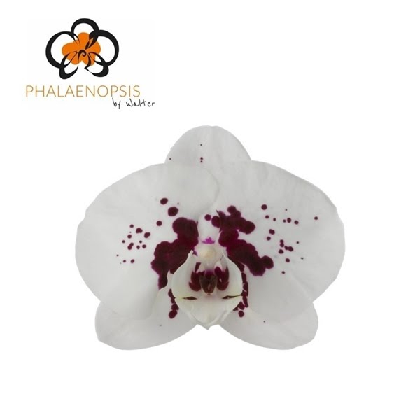 <h4>Phal Wine Drops 25 Flowers</h4>