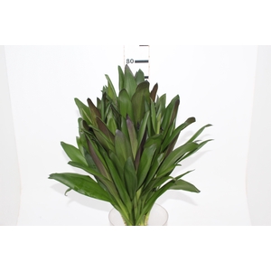 FOLHAGEM DRACENA POA