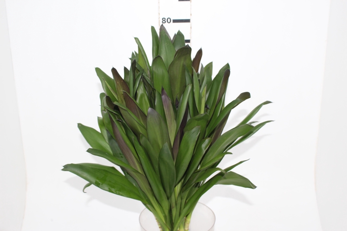 <h4>FOLHAGEM DRACENA POA</h4>