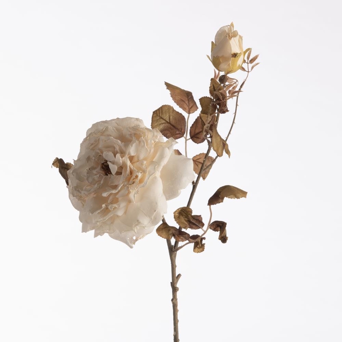 <h4>AF Rosa Dried x2 L79cm Cream</h4>