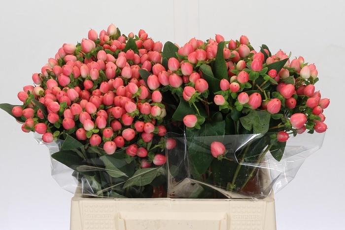 <h4>Hypericum Sweet Romance</h4>