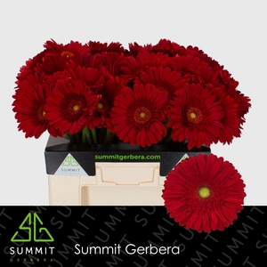 Gerbera Dinero Water