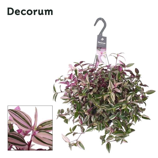 <h4>Tradescantia fluminensis 'Quadricolor'</h4>