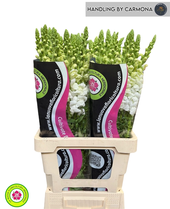 <h4>ANTIR POTO WHITE</h4>