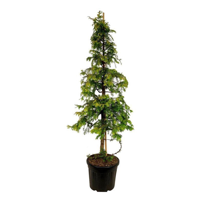 <h4>Metasequoia gl. 'Amber Glow' PBR</h4>