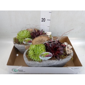 Arr.  Sempervivum L%