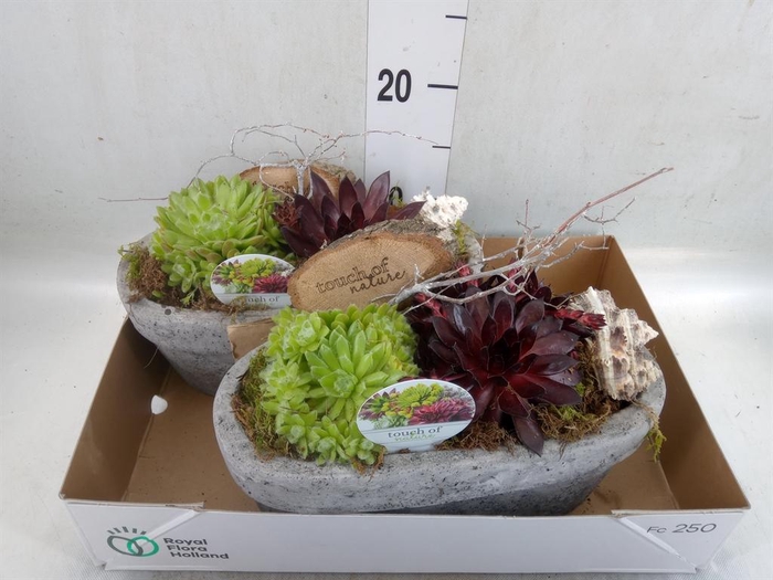 <h4>Arr.  Sempervivum L%</h4>