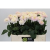 Dahlia Light Wizard