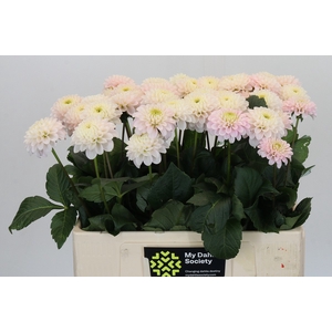 Dahlia Light Wizard