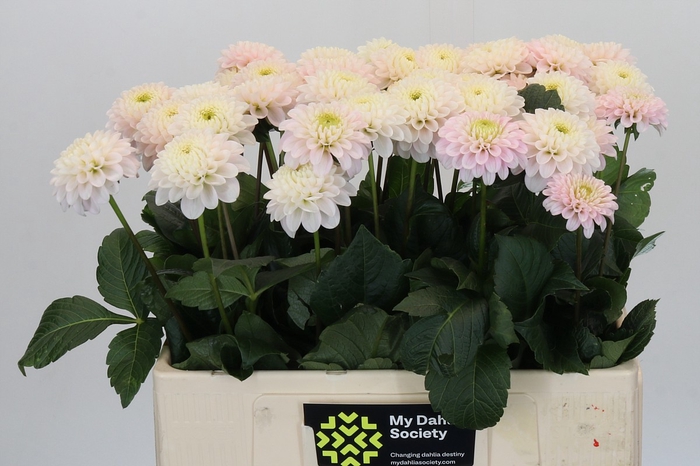 <h4>Dahlia Light Wizard</h4>