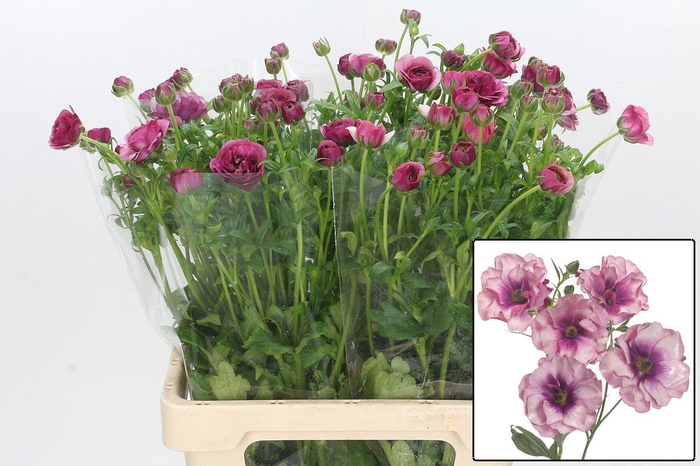 <h4>RAN BUTTERFLY THIVA</h4>