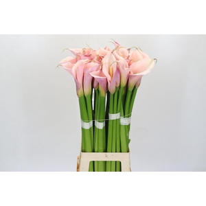 Zantedeschia Eydolls Pink