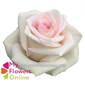 R Gr Ragazza Bicolor 60cm EC