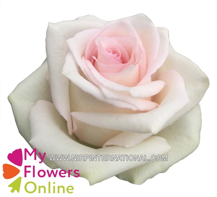 <h4>R Gr Ragazza Bicolor 50cm EC</h4>