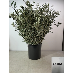 OLEA EUROPAEA PB